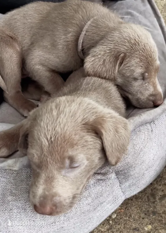 Irulan – Labrador Retriever puppy for sale in Spencer, MA