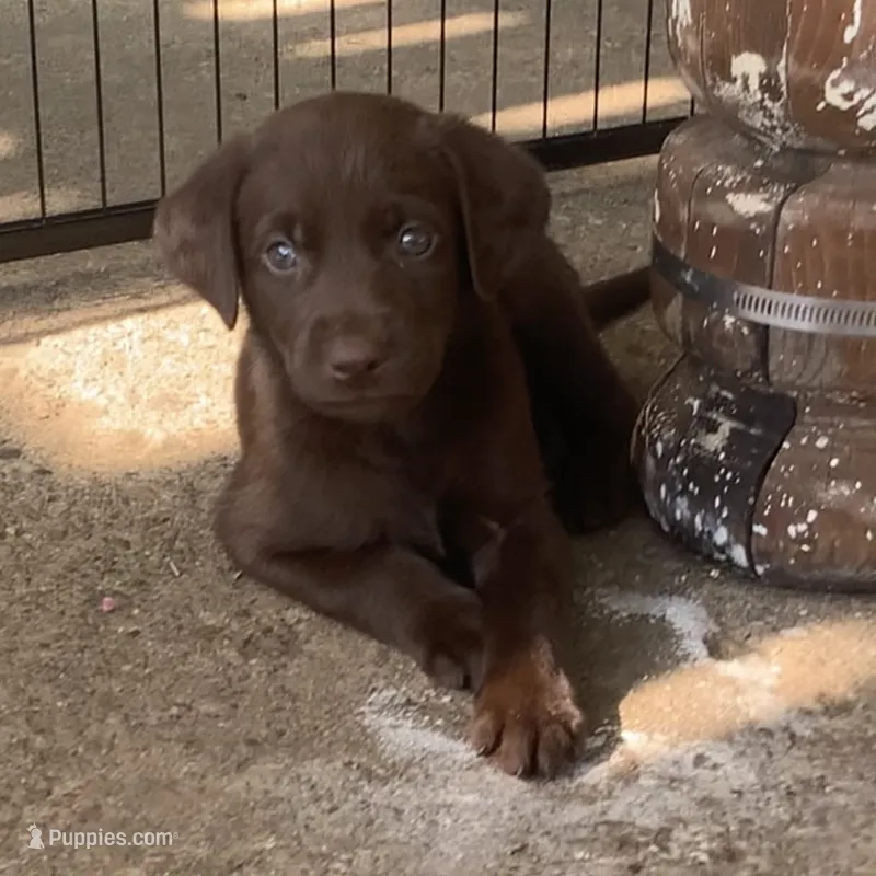 Leto – Labrador Retriever puppy for sale in Spencer, MA