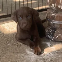 Leto, a male Labrador Retriever for sale in Spencer, MA – 1 of 8