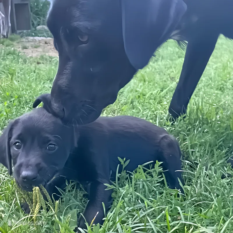 Lucilla – Labrador Retriever puppy for sale in Spencer, MA