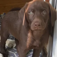 Leto, a male Labrador Retriever for sale in Spencer, MA – 6 of 10