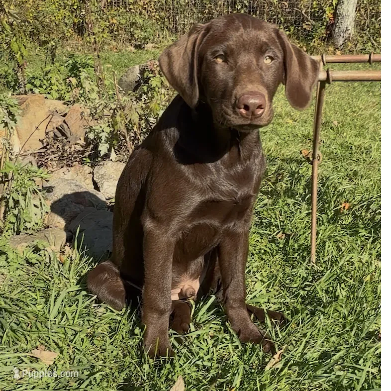 Leto – Labrador Retriever puppy for sale in Spencer, MA