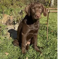 Leto, a male Labrador Retriever for sale in Spencer, MA – 1 of 10