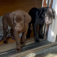 Leto, a male Labrador Retriever for sale in Spencer, MA – 7 of 10