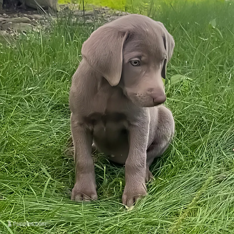 Irulan – Labrador Retriever puppy for sale in Spencer, MA