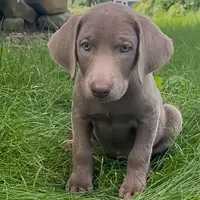 Sheeana, a female Labrador Retriever for sale in Spencer, MA – 2 of 10