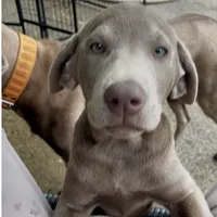 Irulan, a female Labrador Retriever for sale in Spencer, MA – 10 of 10