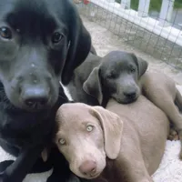 Alia, a female Labrador Retriever for sale in Spencer, MA – 5 of 10