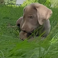Sheeana, a female Labrador Retriever for sale in Spencer, MA – 8 of 10