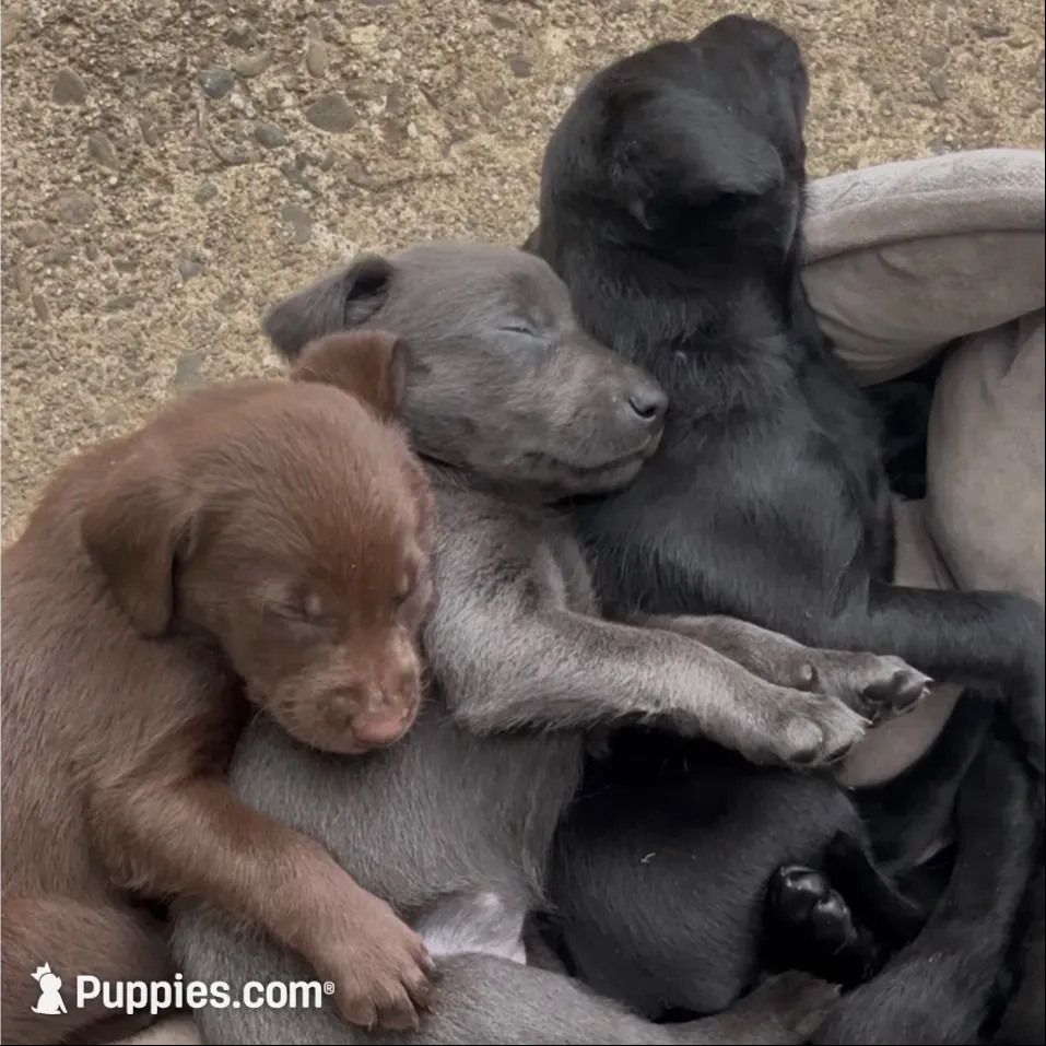 Mohiam, a female Labrador Retriever for sale in Spencer, MA – 10 of 10
