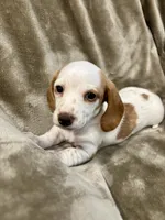Dottie, a female Miniature Dachshund for sale in Orlando, FL – 3 of 3