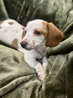 Dottie, a female Miniature Dachshund for sale in Orlando, FL – 2 of 3