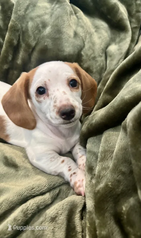 Dottie – Miniature Dachshund puppy for sale in Orlando, FL