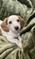 Dottie, a female Miniature Dachshund for sale in Orlando, FL – 1 of 3