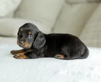Hudson, a male Miniature Dachshund for sale in Newburg, PA – 6 of 8