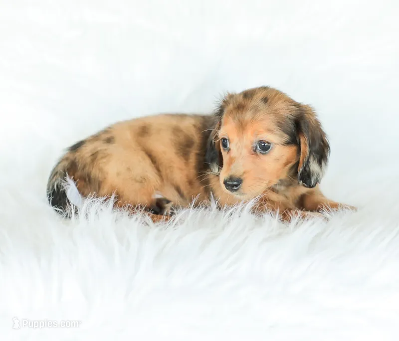 Journey – Miniature Dachshund puppy for sale in Newburg, PA