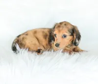 Journey, a female Miniature Dachshund for sale in Newburg, PA – 2 of 10