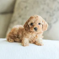 Camdyn, a male Cockapoo for sale in Newburg, PA – 8 of 10