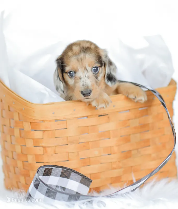 Hobbs – Miniature Dachshund puppy for sale in Newburg, PA