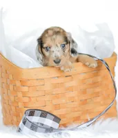 Hobbs, a male Miniature Dachshund for sale in Newburg, PA – 1 of 10