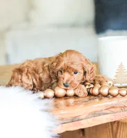 Cedar , a male Cockapoo for sale in Newburg, PA – 3 of 9