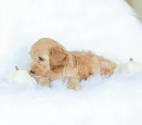 Carmen , a female Cockapoo for sale in Newburg, PA – 6 of 10