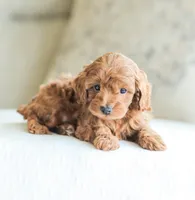 Cedar , a male Cockapoo for sale in Newburg, PA – 1 of 9