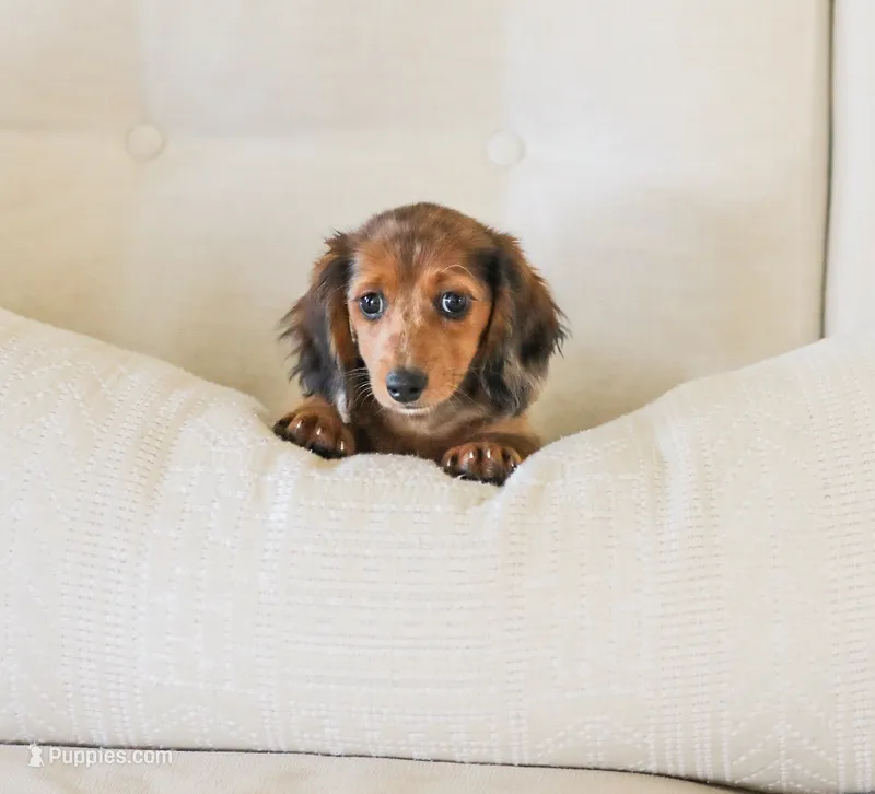 Journey – Miniature Dachshund puppy for sale in Newburg, PA