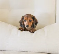 Journey, a female Miniature Dachshund for sale in Newburg, PA – 1 of 10