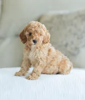 Cooper, a male Cockapoo for sale in Newburg, PA – 7 of 10