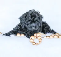 Shortcake , a female Cockapoo for sale in Newburg, PA – 10 of 10