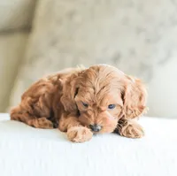 Cedar , a male Cockapoo for sale in Newburg, PA – 4 of 9
