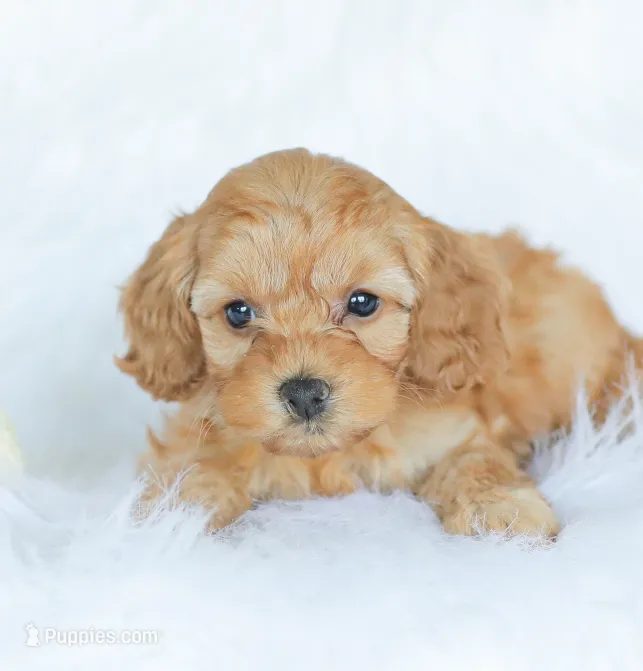 Camdyn – Cockapoo puppy for sale in Newburg, PA