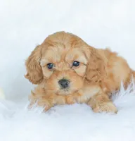 Camdyn, a male Cockapoo for sale in Newburg, PA – 1 of 10