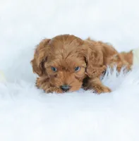 Cassidy , a male Cockapoo for sale in Newburg, PA – 3 of 10