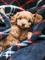 Cassidy , a male Cockapoo for sale in Newburg, PA – 9 of 10