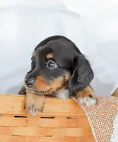 Jade, a female Miniature Dachshund for sale in Newburg, PA – 3 of 10