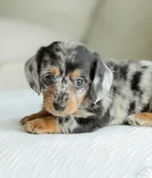 Homer, a male Miniature Dachshund for sale in Newburg, PA – 10 of 10
