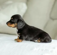 Jade, a female Miniature Dachshund for sale in Newburg, PA – 9 of 10