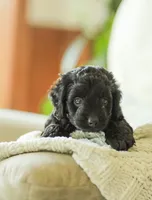 Shortcake , a female Cockapoo for sale in Newburg, PA – 6 of 7