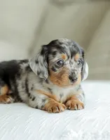 Homer, a male Miniature Dachshund for sale in Newburg, PA – 9 of 10