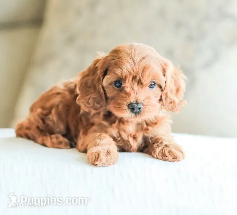 Cassidy  – Cockapoo puppy for sale in Newburg, PA