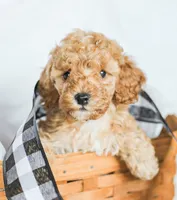 Cooper, a male Cockapoo for sale in Newburg, PA – 3 of 10