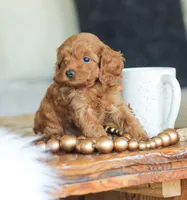 Cassidy , a male Cockapoo for sale in Newburg, PA – 4 of 10