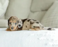 Hobbs, a male Miniature Dachshund for sale in Newburg, PA – 5 of 10