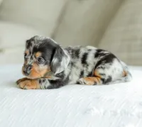 Homer, a male Miniature Dachshund for sale in Newburg, PA – 7 of 10
