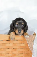 Jade, a female Miniature Dachshund for sale in Newburg, PA – 1 of 10