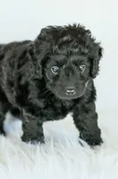 Shortcake , a female Cockapoo for sale in Newburg, PA – 7 of 7