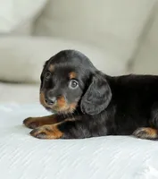 Hudson, a male Miniature Dachshund for sale in Newburg, PA – 3 of 8