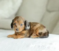 Journey, a female Miniature Dachshund for sale in Newburg, PA – 4 of 9